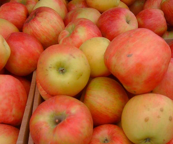 Honeycrisp-apples-Seattle