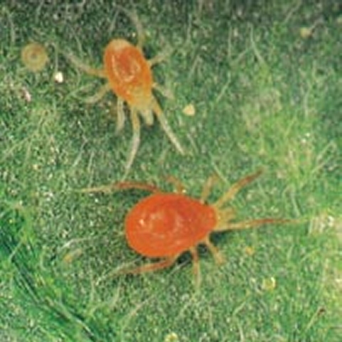 spider-mites