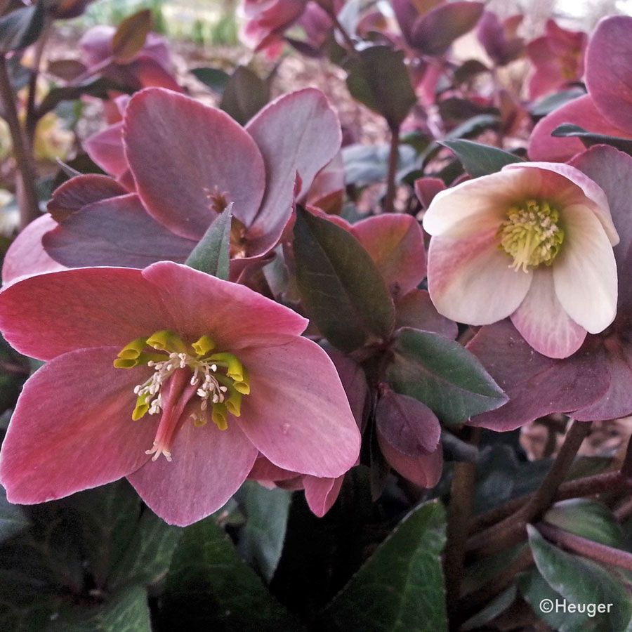 ミロ ロラン・ペンローズ Frostkiss® Moondance Lenten Rose | Sooner Plant Farm